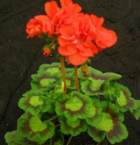 直立天竺葵--孔雀 叶子易变异  满80包邮