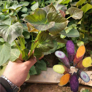 红薯苗100颗 脱毒红薯苗地瓜苗紫薯苗西瓜红烟薯25蜜薯苗种苗包邮