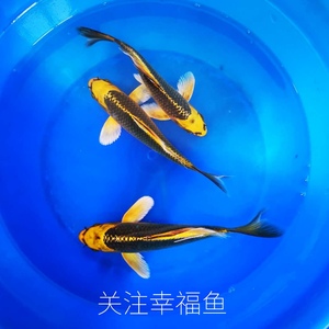 纯种日本金松叶锦鲤纯松叶龙凤鲤活体锦鲤鱼苗18元起包邮买三送一