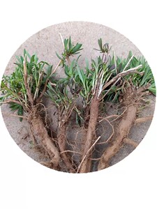 700人付款淘宝山东野菜山菜山苜楂新鲜蚂蚱菜山麻扎山麦杂菜山麻楂