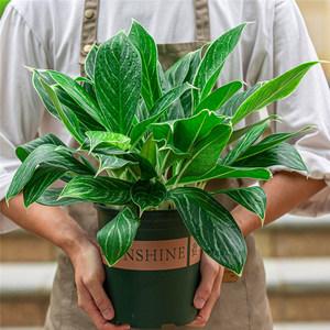 白雪公主万年青盆栽室内客厅卧室窗户桌面植物好养观叶绿植吸甲醇