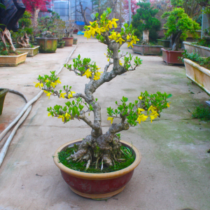 连翘花盆景老桩青翘耐寒落叶灌木植物初春开花满身金黄色花朵庭院