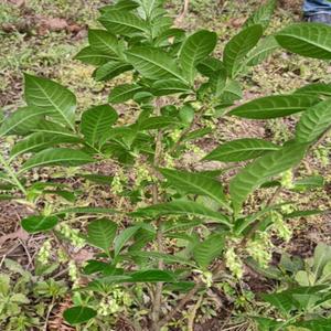 贵州省臭常山500g包邮中草药材臭羊山大素药白胡椒臭山羊臭苗