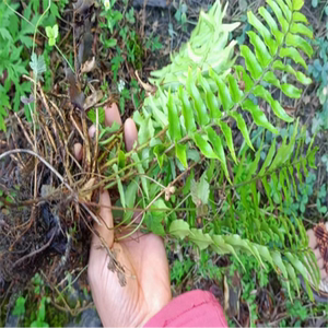 贵州毕节新鲜中药材贯众根昏鸡头根乌鸡头根500g包邮