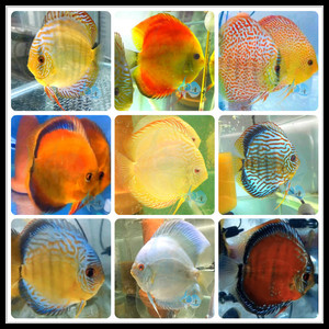 七彩神仙鱼苗顺丰包邮阿连卡红盖鸽子虎纹红松万宝路老虎狗淡水