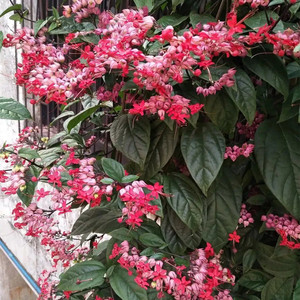 龙吐珠爬藤植物麒麟吐珠花苗阳台庭院花园攀援花卉耐晒好养绿植花