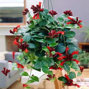 红色吊兰