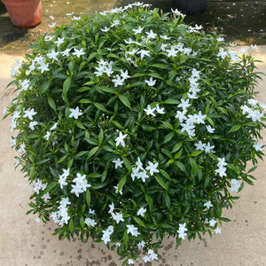 珍珠茉莉花盆栽