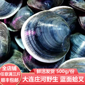 大连庄河海鲜特产蓝面镜蛤叉 嘎查 煲汤烧烤炖菜火锅海货贝类食材