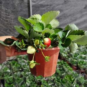 奶油草莓苗带花