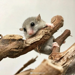 西班牙睡鼠拇指鼠微型龙猫迷你宠物抖音同款仓鼠懒人宠物小型好养