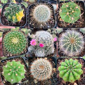 金刚丸金洋丸梦黄金白蛇丸玉翁嘉文丸神仙玉红娜丸白星精品仙人球