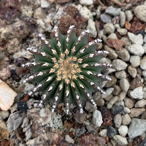 四海园艺 薄叶花龙仙人球 花笼实生根经典名球盆栽多肉植物