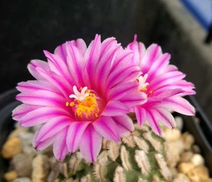 四海园艺 蔷薇丸仙人球稀有品种娇丽属多肉植物盆栽小型