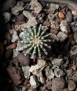 四海园艺 薄叶花龙仙人球 花笼实生根经典名球盆栽多肉植物