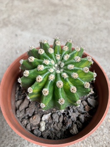 四海园艺 世界图锦仙人球 自然锦粉白大花 实生