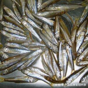 千岛湖棍子鱼新鲜大眼睛鱼淡水花骨棒棒鱼无刺船钉鱼小河沙沟鱼野