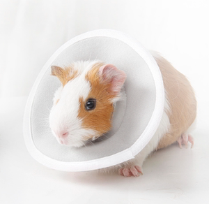 松鼠蜜袋鼯仓鼠花枝鼠防舔防咬圈小宠伊丽莎白圈可洗荷兰猪防护圈