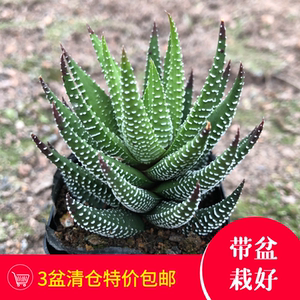 鹰爪 硬叶十二卷多肉植物 新手组合办公室内桌面绿植小盆栽包邮