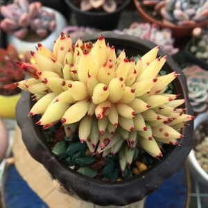 多肉植物虎鲸黄金玛利亚缀化易爆盆群生多头盆栽花卉绿植室内肉肉