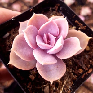 紫珍珠多肉植物红心莲多肉超萌肉肉易爆盆办公室花卉绿植盆栽