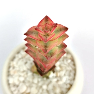 多肉植物十字星锦多肉易爆盆群生超萌肉肉创意盆栽花卉绿植