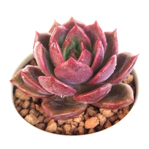 黑水晶玫瑰女王多肉植物萌肉肉易爆盆群生多头防辐射花卉绿植盆栽