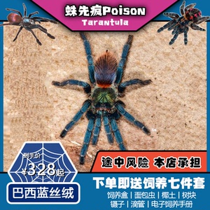 蛛先疯poison丨巴西蓝丝绒比红绿橙更加鲜艳的收藏级宠物蜘蛛