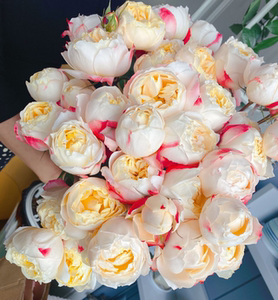 铃兰家 | 苏琪公主 肯尼亚2021超新品多头玫瑰花苗盆栽月季花卉