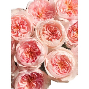 铃兰家 | 情归巴黎 超新品粉色花园玫瑰花苗盆栽阳台月季花卉大花