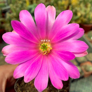 四季花语 水仙情郎鹿角柱属仙人球  无刺美花角鹿角柱开花仙人球