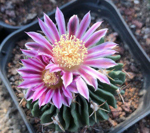 多棱玉开花仙人球多肉植物盆栽 千波万波仙人球绯花玉 开花品种仙