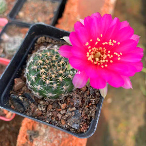 阳春丸仙人球自根阳圣丸丽花仙人球盆栽防辐射仙人掌阳春玉