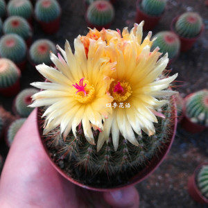 南国玉开花品种仙人球 会开花的仙人球 开花球南国玉属仙人球