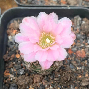 苏州四季花语园艺 自根胭脂丸 罗星丸 仙人球多肉植物 开花胭脂丸