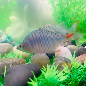 鳑鮍鱼七彩石除藻冷水鱼活体小型热带原生群游鱼好养淡水鳑鲏优质