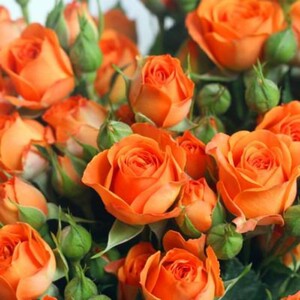 多头玫瑰鲜花 橙色芭比 梦幻芭比 火焰基地新鲜现采