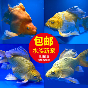 小金鱼观赏鱼冷水