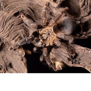 哥斯达黎加橙嘴2cm活体巨形宠物毛蜘蛛活体异宠个性另类宠物