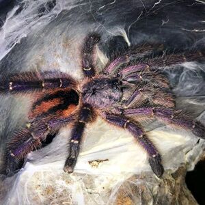 红宝石粉趾3-10cm宠物蜘蛛稀有粉趾