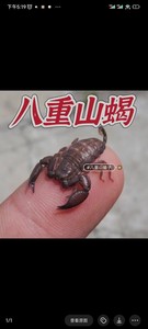 八重山蝎单性繁殖宠物蝎子异类宠物雨林蝎刚果红鳄背黑粗尾黄肥尾