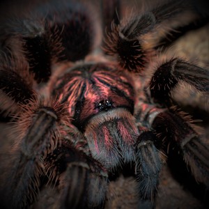 多米尼加红岛食鸟蛛2cm成年可破20厘米大体型地栖宠物蜘蛛