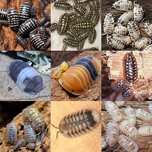 包邮迷你鼠妇宠物西瓜虫可爱活体奶牛橘化熊猫王魔药小丑奥那吐司