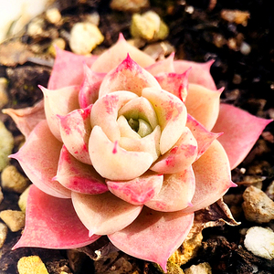 伊莉莎白多肉植物冬季新款稀有品种小贵货拼盆迷你组合小盆栽包邮