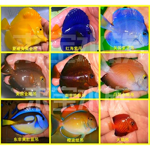 海水观赏鱼活体珊瑚 夏威夷黄金吊 红海紫吊 美国紫蓝吊