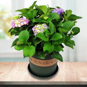 武汉本地绣球花盆栽带花苞 无尽夏秀球阳台露台喜阳花卉开花植物