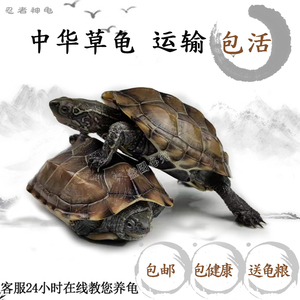 中华外塘草龟活物小乌龟活体长寿龟淡水龟观赏龟金线龟情侣龟一对