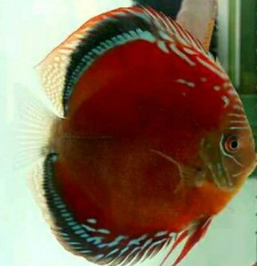 红卡七彩神仙鱼