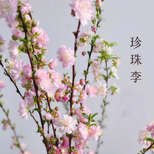干枝鲜切花枝重瓣珍珠李花束遇水开花重瓣樱花水养植物泡水开花