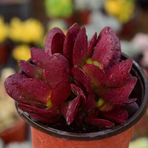 紫蝶薄叶克拉夫老桩多肉植物防辐射奇趣萌肉肉办公桌多肉组合包邮